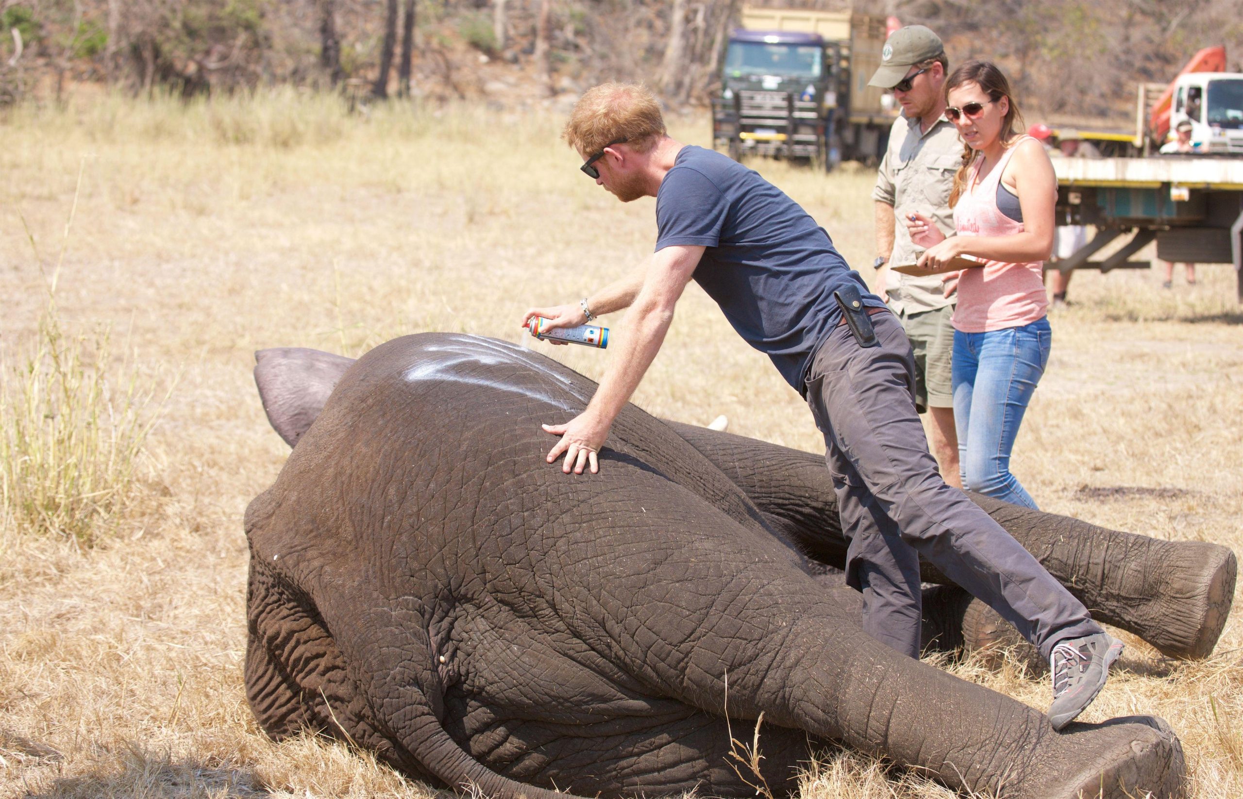 Harry en Malawi con African Parks como parte de un proyecto en el que se trasladaron 500 elefantes 200 millas a una reserva de vida silvestre